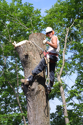 A Wright-Hennepin Electric employee uses harnass to safely cut down tree